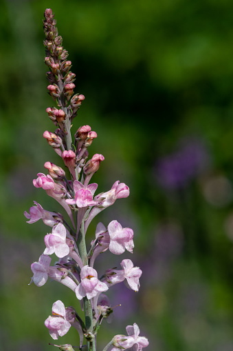 Close up of a pink toadflax (linaria purpurea) flower in bloom
