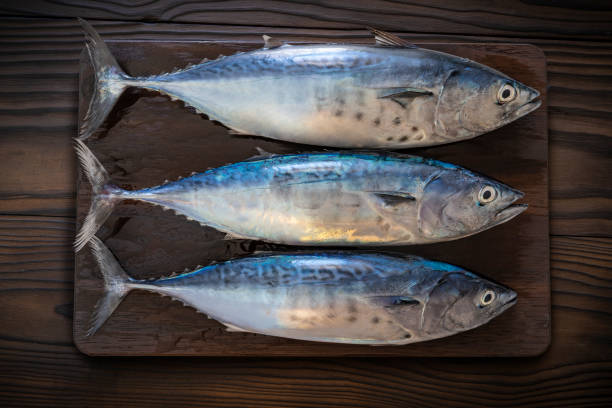 어두운 나무 보드에 행에 세 참치 물고기 그룹 정말 신선한 - seafood prepared fish fish catch of fish 뉴스 사진 이미지