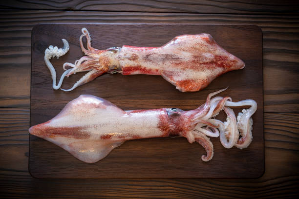 Two squid calamari fresh just after capture seafood on dark wooden cutting board table