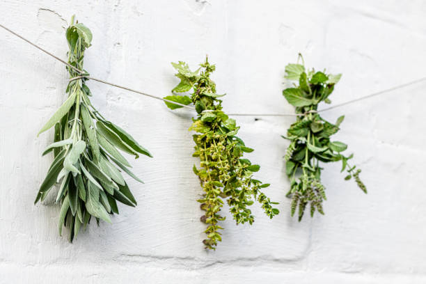 istock Lemon balm, Melissa officinalis, balm, common balm, or balm mint. Salvia officinalis, common sage, just sage, Mentha suaveolens, apple mint, pineapple mint, woolly mint or round-leafed mint dried by grasshopper on a brick wall. Preparation of medicinal he 1364826971