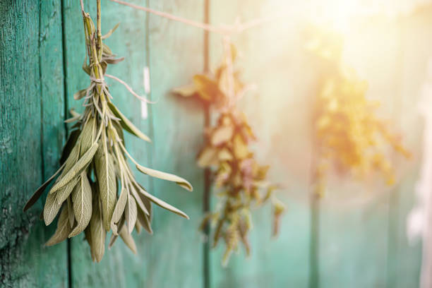 Lemon balm, Melissa officinalis, balm, common balm, or balm mint. Salvia officinalis, common sage, just sage, Mentha suaveolens, apple mint, pineapple mint, woolly mint or round-leafed mint dried by grasshopper. Preparation of medicinal herbs for the prep