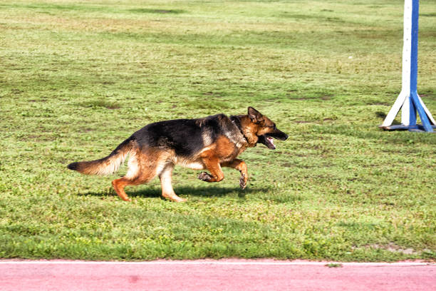 istock A police sniffing dog at the training. 1364826995