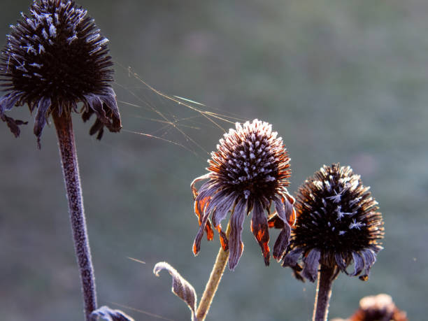 istock frost on plants on a clear morning 1364827715