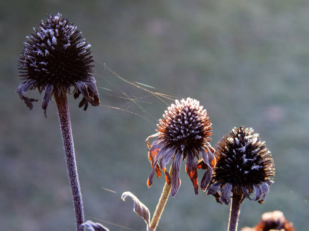 istock frost on plants on a clear morning 1364827796