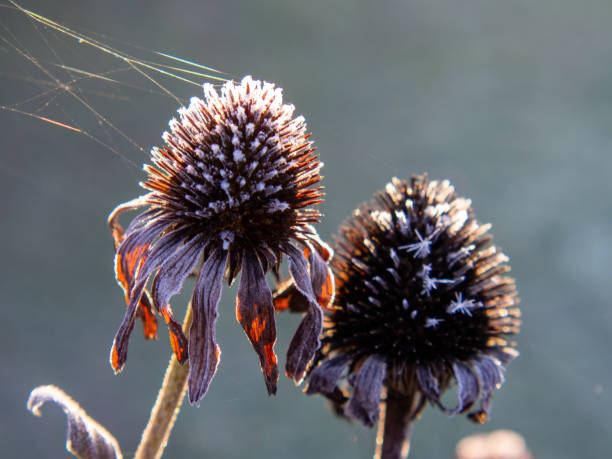 istock frost on plants on a clear morning 1364827837