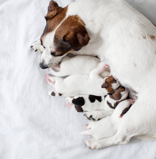 istock Dog breastfeeding puppies 1364829427