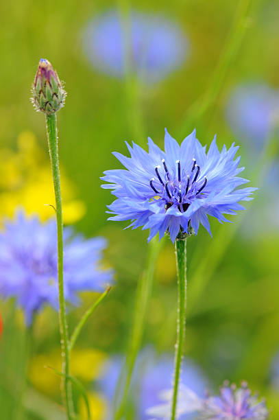 istock blue cornflower corn poppy - blaue Kornblume 136483034