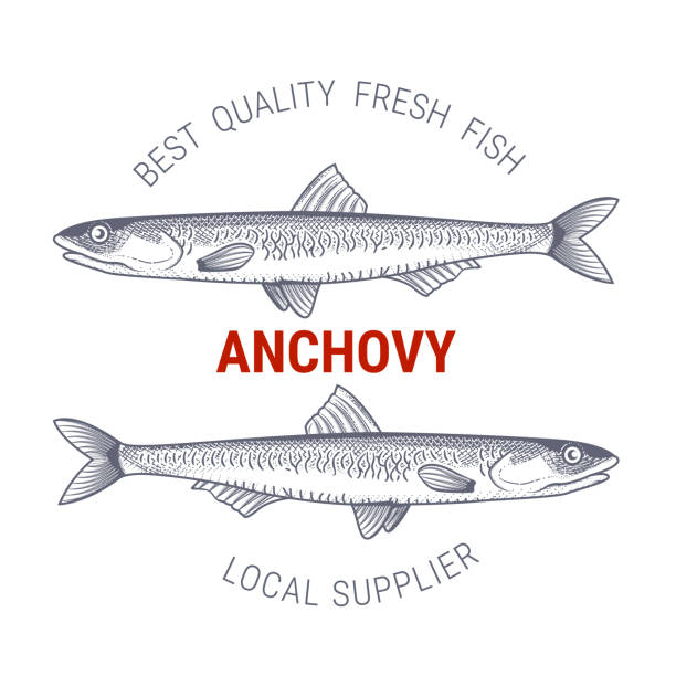 Anchovy in engraving style, label for fish producers or restaurant, vector Anchovy in engraving style, label for fish producers or restaurant, vector anchovy stock illustrations