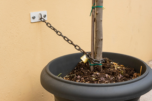 Tree in a pot chained on wall. A plastic flower pot next to a yellow wall with a single tree body chained with a strong metal chain. Beware of thief's. Protection and security against stealing. Claiming or retain freedom.