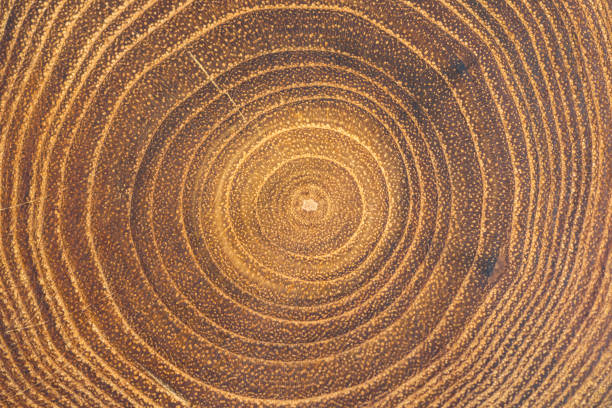 Cross-section of acacia tree with concentric growth rings