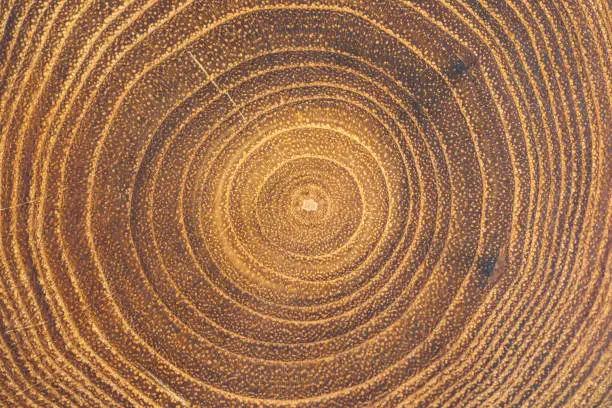Cross-section of acacia tree with concentric growth rings
