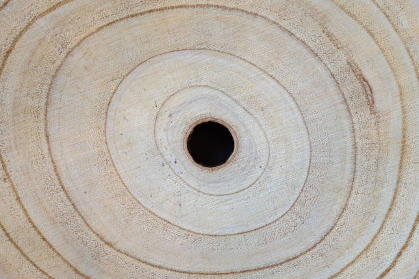 Close up of cross-section of a fast-growing and lightweight sustainable paulownia tree
