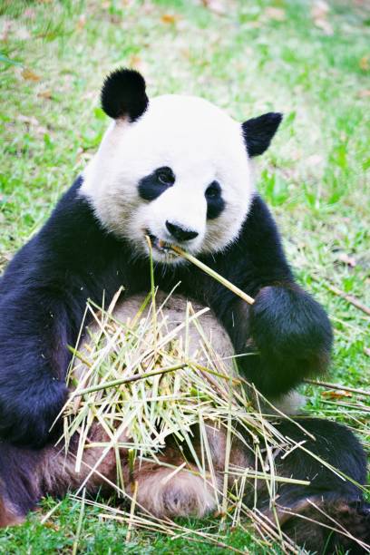 istock Close up of panda eating bamboo 1364833089
