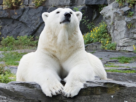 Close-up polar bear