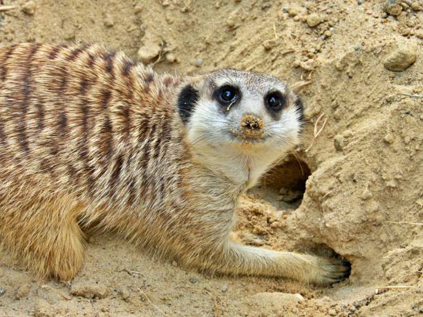 istock Close up of meerkat 1364833154