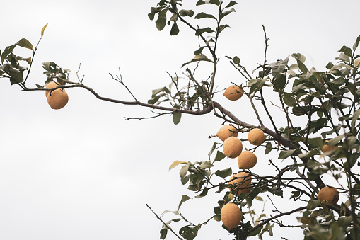 Ripe lemons in the branches of a citrus grove.