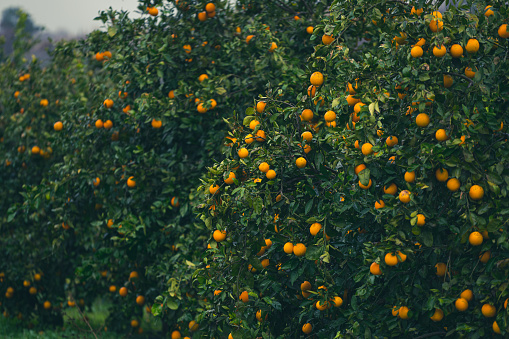 Orange orchard in rain
