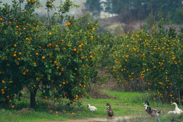 Photo of Orange orchard in rain