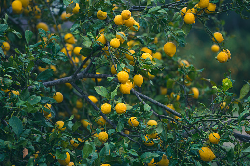 Lemon tree in the rain in lemon orchard