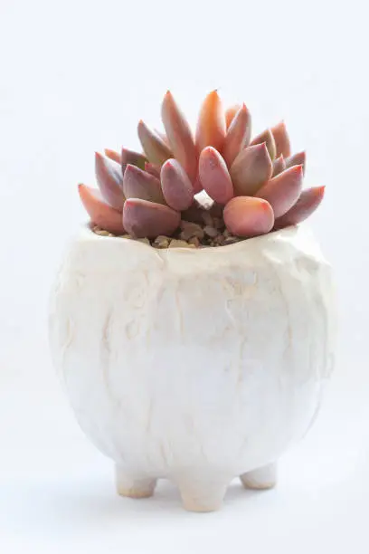 Succulent echeveria Spica in white handmade ceramic pot on white background