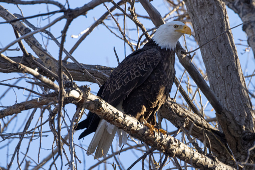 A wild bald eagle perched on a tree during the day in Cherry Creek State Park in Colorado.