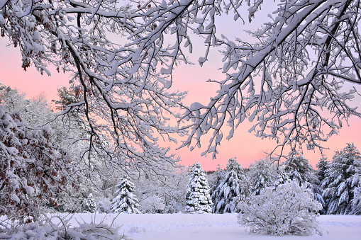 New England Winter Wonderland. Colorful lavender pink sky and trees covered in blanket of fresh white snow. Image captured just before sunset as sky cleared following departing snowstorm.