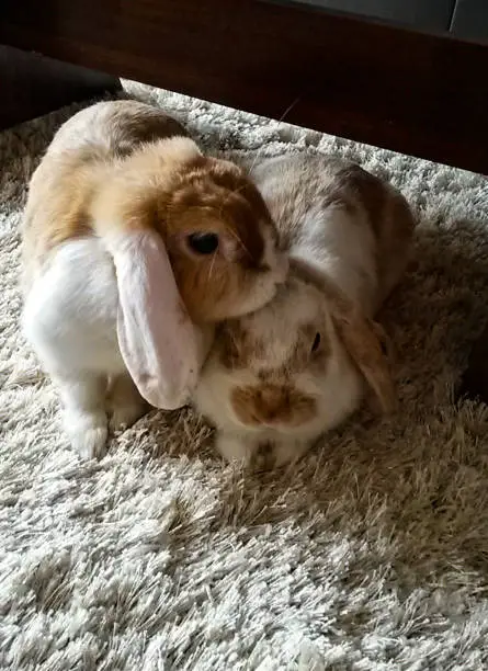 Photo of Rabbit, Bunny, Easter Bunny, Pet