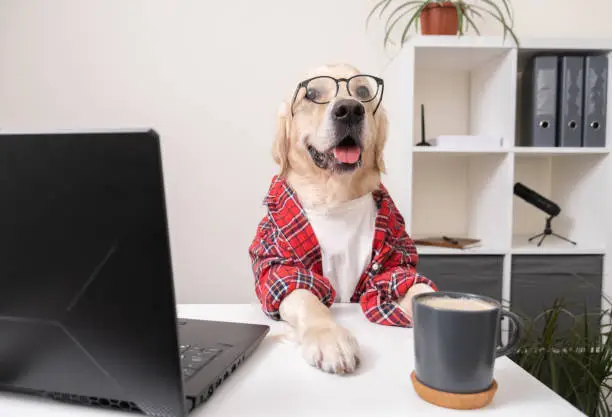 A cute funny dog in a shirt and glasses is working at a laptop. At the table sits a golden retriever dressed as a programmer or businessman. The pet works at the computer.