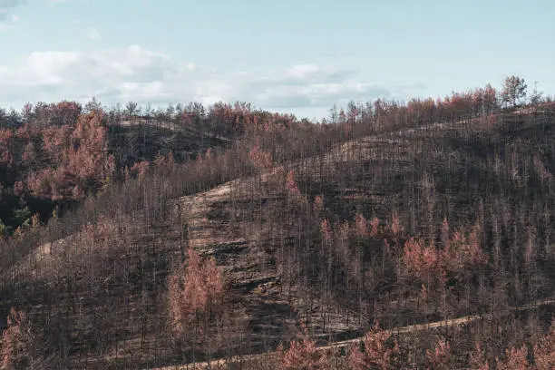 Photo of Burnt forest mountain landscape Aftermath