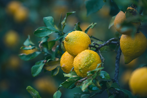 Bunch of fresh ripe lemons on a lemon tree branch in the rain.
