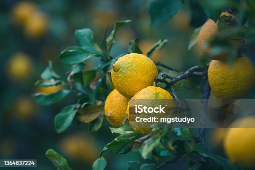 istock Bunch of fresh ripe lemons on a lemon tree branch in the rain. 1364837224