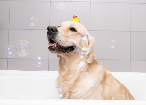 The dog is sitting in a bubble bath with a yellow duckling and soap bubbles. Golden Retriever bathes with bath accessories.