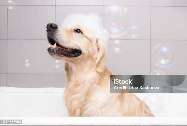 The Dog Is Sitting In A Bubble Bath With A Yellow Duckling And Soap Bubbles Golden Retriever Bathes With Bath Accessories Stock Photo - Download Image Now