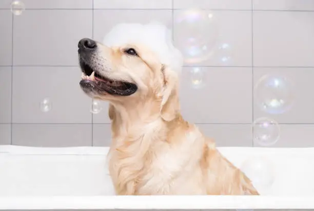 Photo of The dog is sitting in a bubble bath with a yellow duckling and soap bubbles. Golden Retriever bathes with bath accessories.