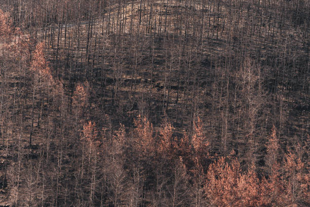 istock Aerial view of Forest Fire Aftermath 1364837909