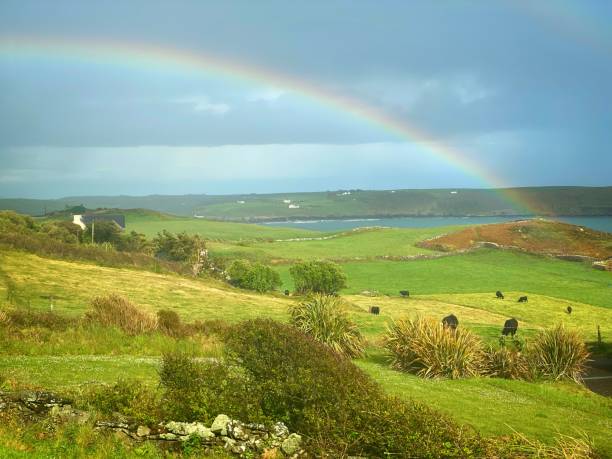 Rainbow over the Irish countryside with cattle grazing in the foreground stock photo