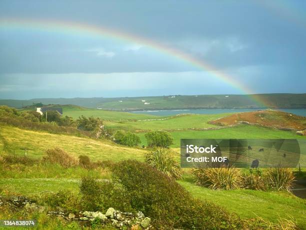 Rainbow Over The Irish Countryside With Cattle Grazing In The Foreground Stock Photo - Download Image Now