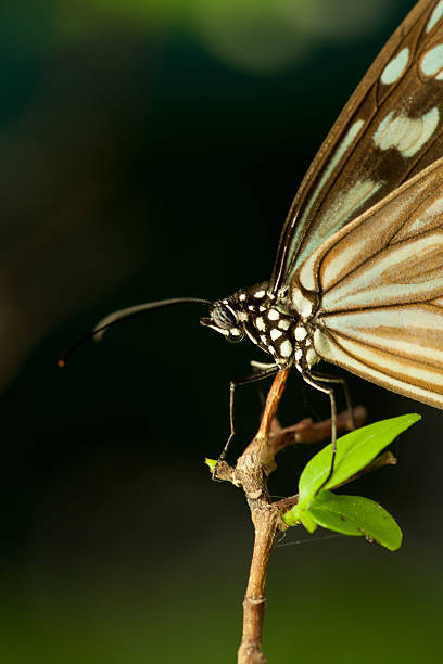 istock butterflies on flowers 136483963
