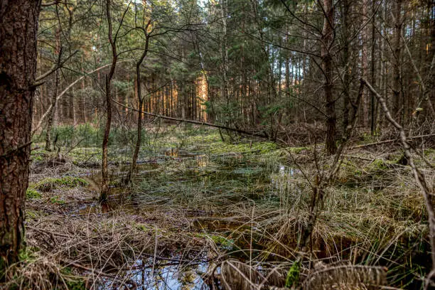 a wet bog with a pine-forest and water, Zealand, Denmark, January 15, 2021