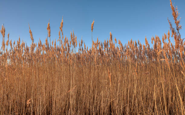 dry reeds in the sunshine against a clear blue sky stock photo