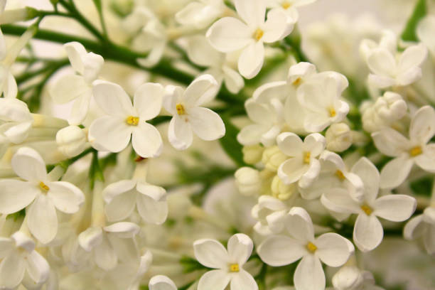 istock Flowers white lilac. Close-up. Background. Landscape. 1364841882