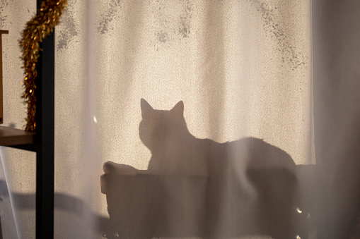 Shadow life. Cat's life. Cat sits on the cat chair.