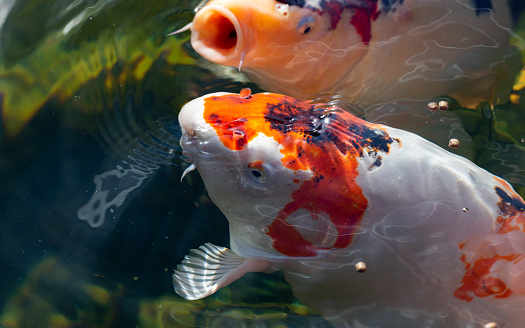 Close-up of two Koi Carp, white, black and orange colored, coming at the water surface for food