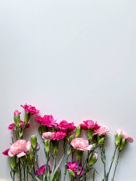 istock Pink colorful flowers 1364844832