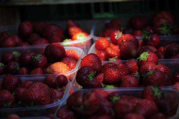 fresh and ripe harvested strawberries, berries with a red skin
