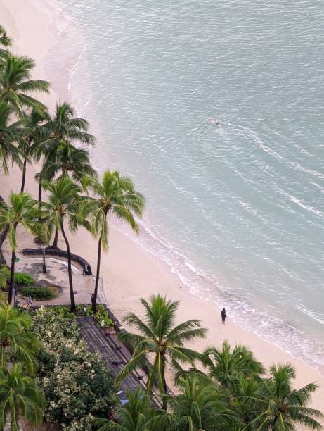 istock Early morning swim - Waikiki Beach 1364845108