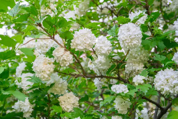 Blooming spring flowers. Large beautiful white balls of blooming Viburnum opulus Roseum (Boule de Neige). White Guelder Rose or Viburnum opulus Sterilis, Snowball Bush, European Snowball is a shrub.