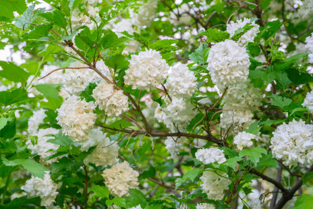 blooming spring flowers. large beautiful white balls of blooming viburnum opulus roseum (boule de neige). white guelder rose or viburnum opulus sterilis, snowball bush, european snowball. - viburnum imagens e fotografias de stock