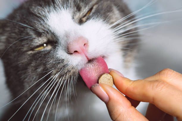 istock Funny cat taking pills. Cat licking vitamin tablet for pets 1364846211
