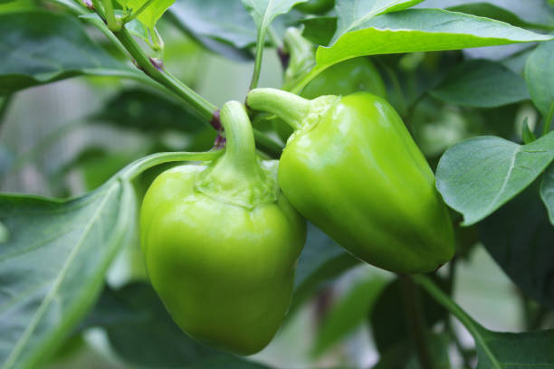 istock Peppers growing in a greenhouse. Close-up. Background. 1364846299